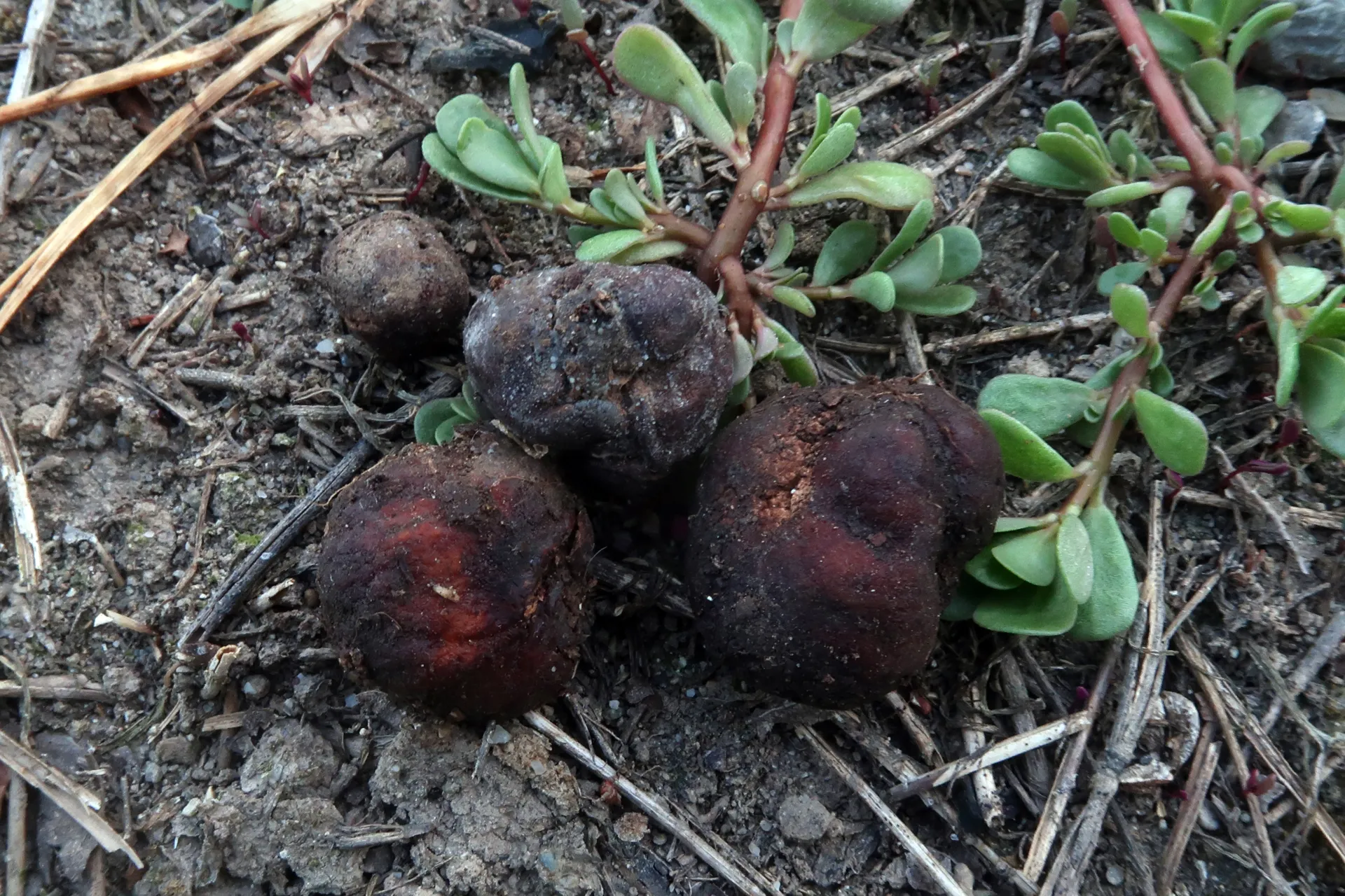 Tuber rufum - 1 - IMG_7154